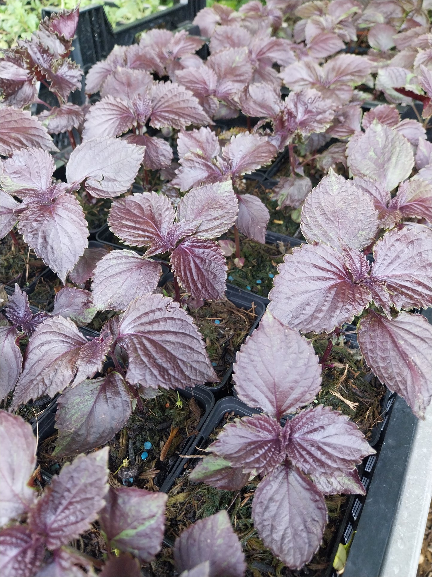 Perilla frutescens 'Rotes Shiso' Schwarznessel