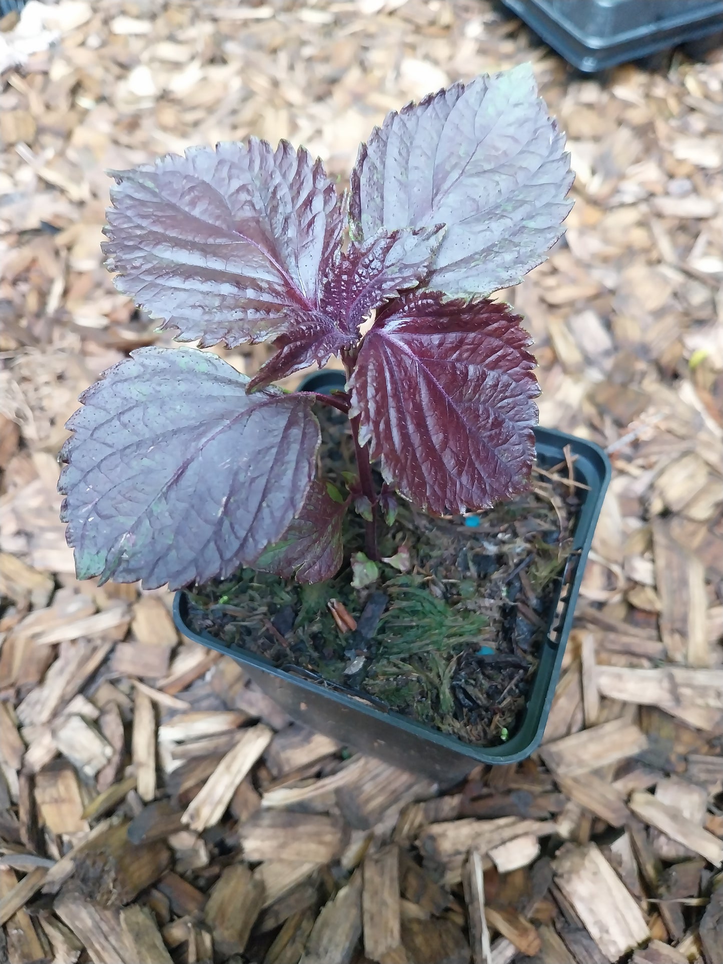 Perilla frutescens 'Rotes Shiso' Schwarznessel