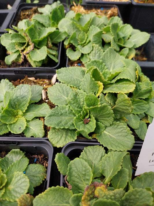 Horminum pyrenaicum alboviolaceum Drachenmäulchen