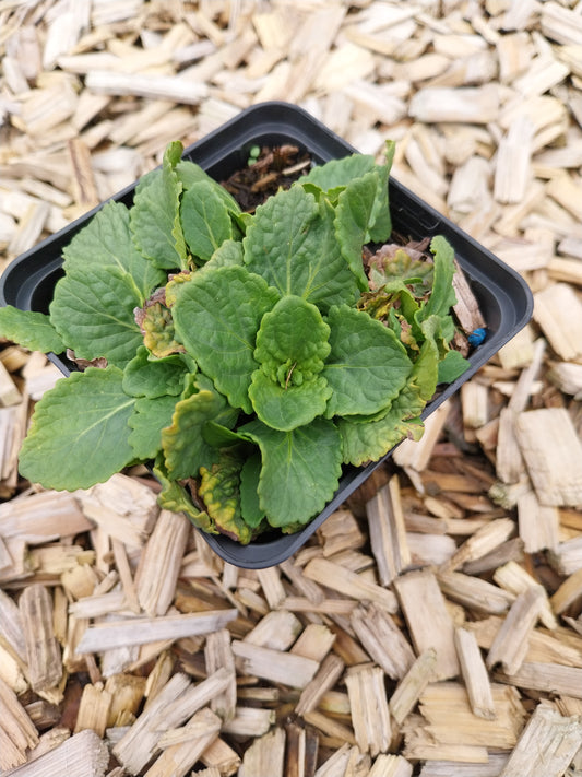 Horminum pyrenaicum alboviolaceum Drachenmäulchen