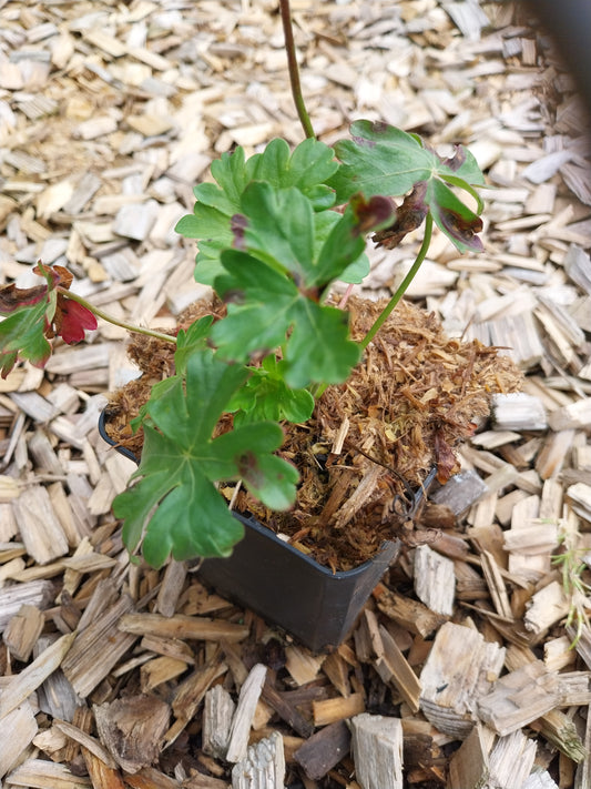 Geranium cantabrigiense 'Berggarten'  Cambridge-Storchschnabel