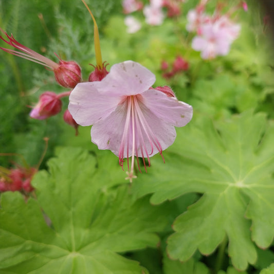 Geranium macrorrhizum 'Ingwersen' Storchschnabel