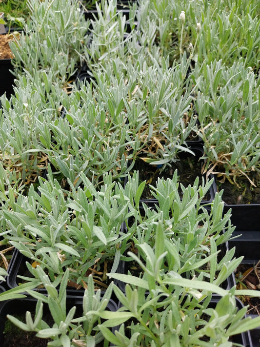 Cerastium tomentosum 'Silberteppich' Hornkraut