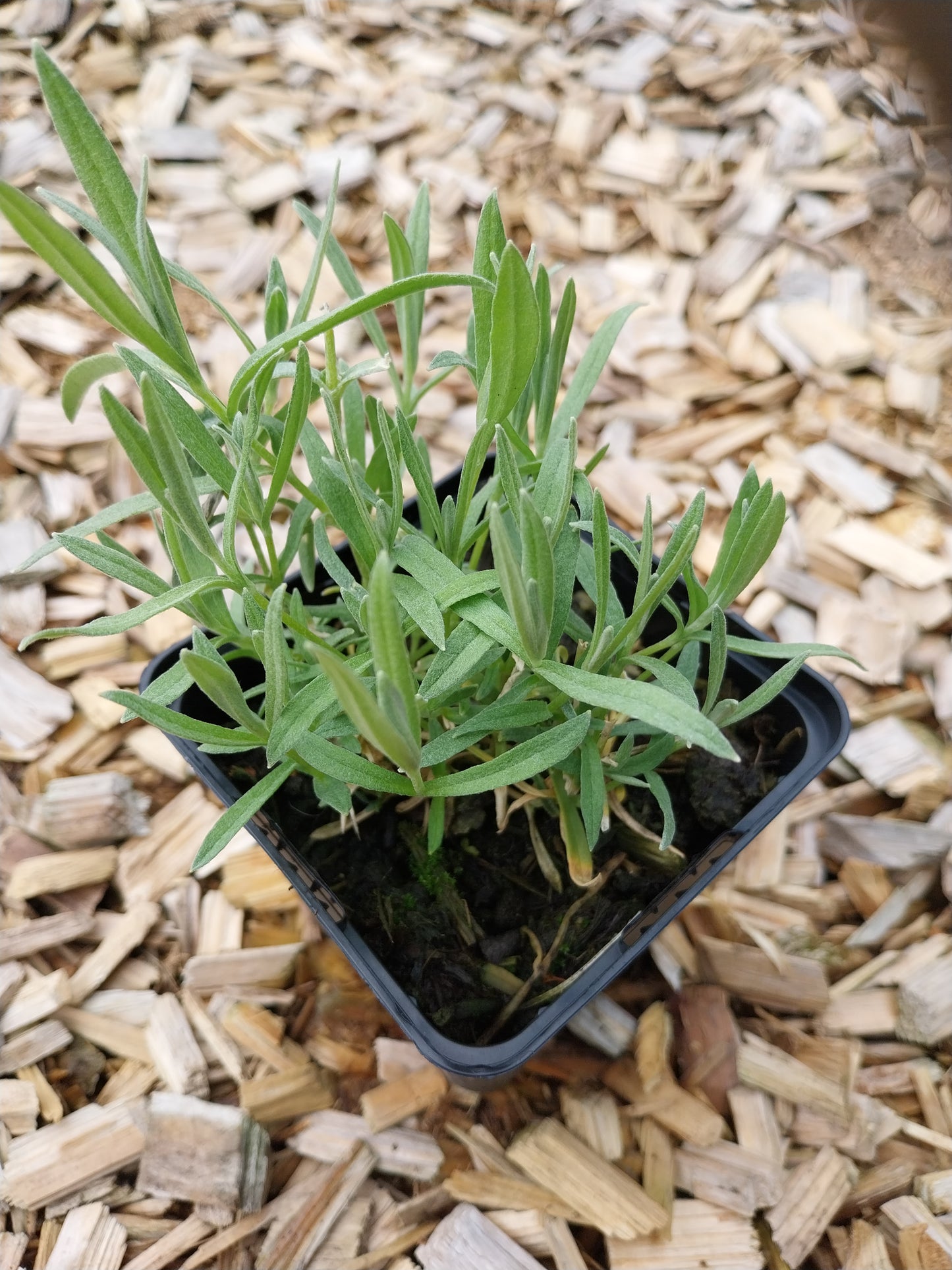 Cerastium tomentosum 'Silberteppich' Hornkraut