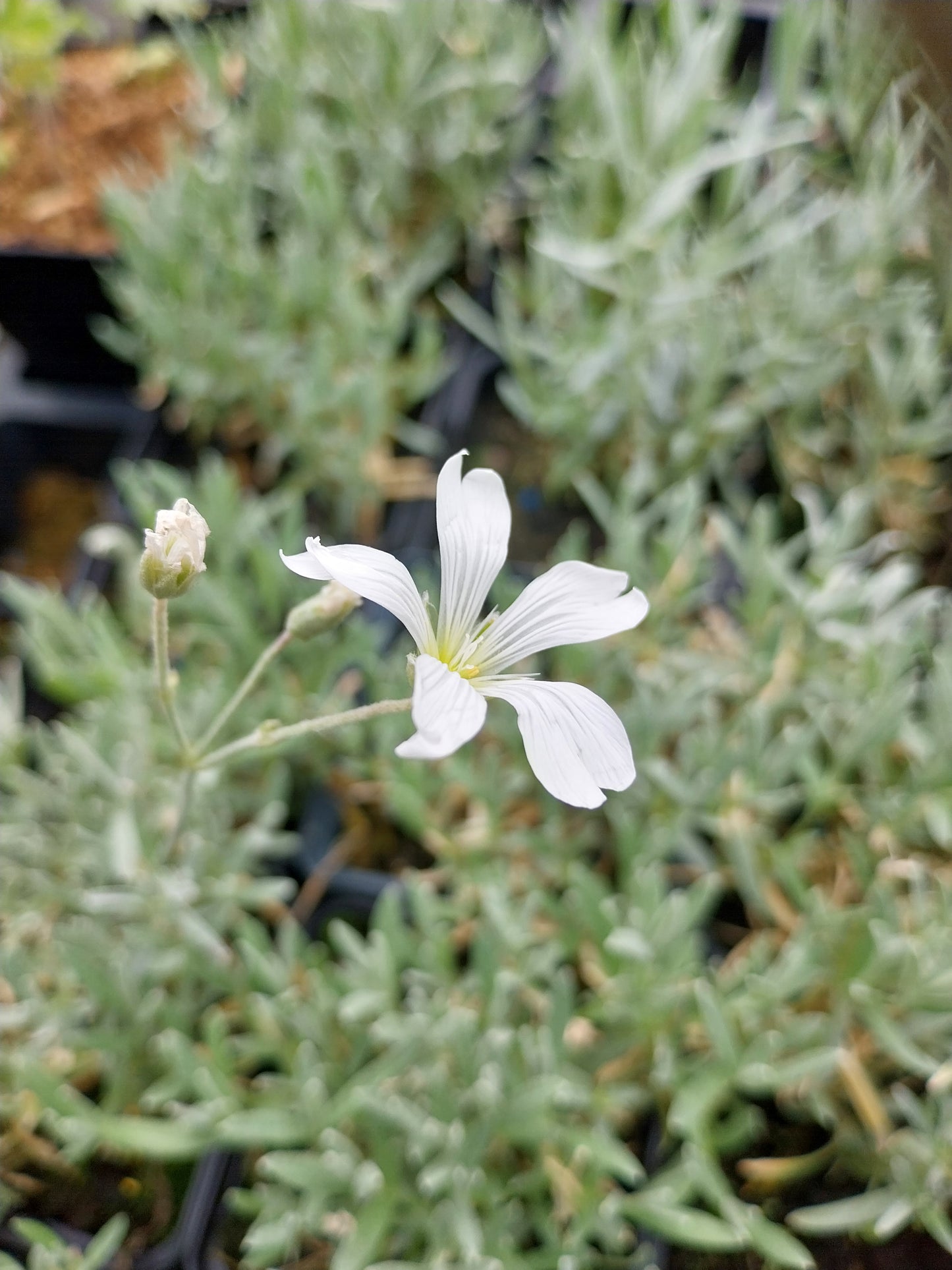 Cerastium tomentosum 'Silberteppich' Hornkraut