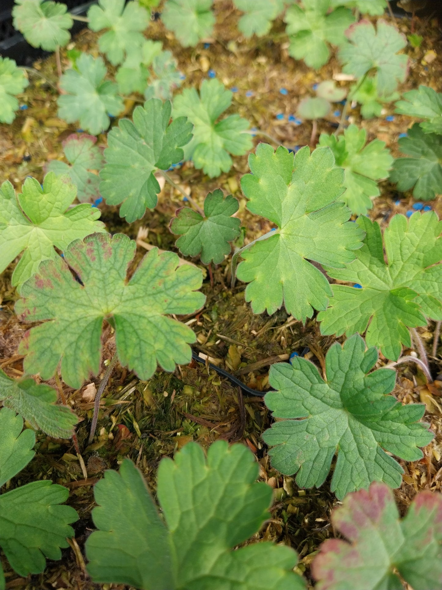 Geranium wallichianum 'Buxton's Variety' Nepal-Storchenschnabel