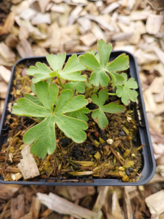 Geranium macrorrhizum Felsen-Storchschnabel (Wildform)