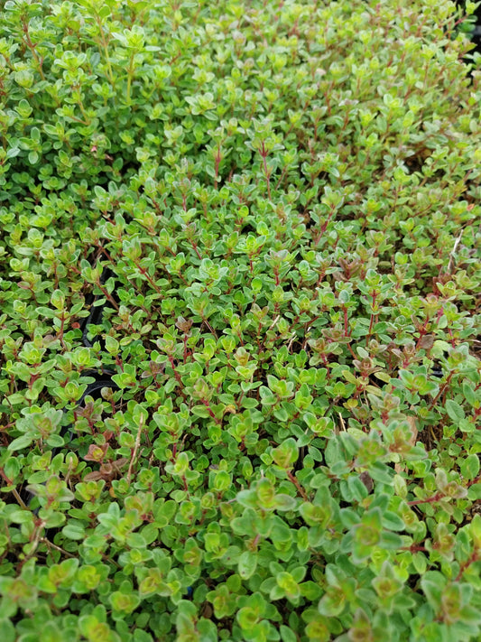 Thymus pulegioides Feld-Thymian