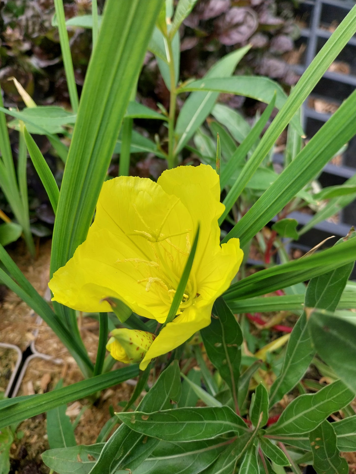 Oenothera macrocarpa Missouri-Nachtkerze