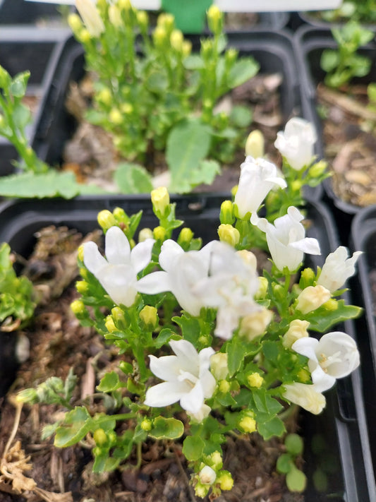 Campanula poscharskyana 'Schneeranke' Hängepolster-Glockenblume
