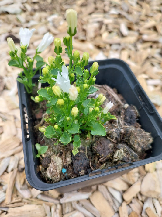 Campanula poscharskyana 'Schneeranke' Hängepolster-Glockenblume