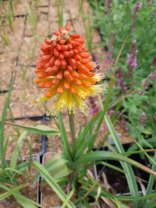 Kniphofia uvaria 'Grandiflora Mischung' Fackellilie