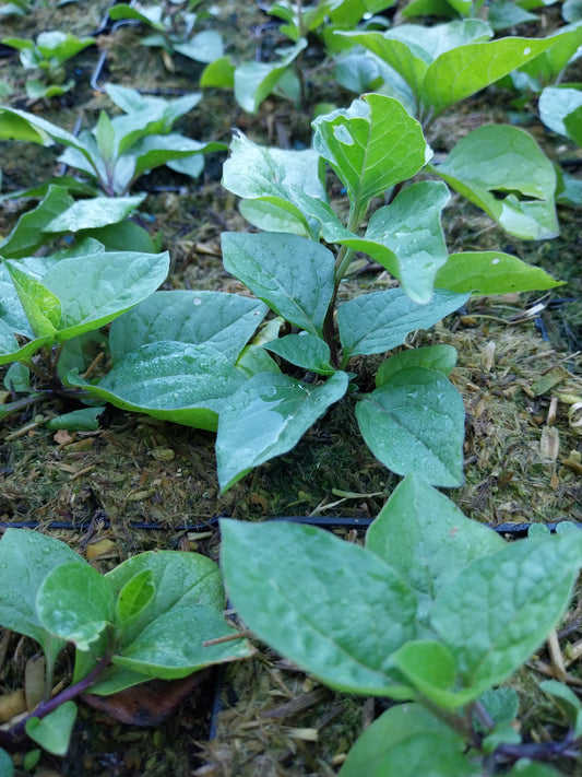 Physalis alkekengi var. franchetii 'Zwerg' Zwerg-Blasenkirsche