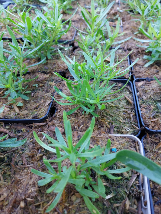 Iberis sempervirens  'Schneeflocke' Schleifenblume