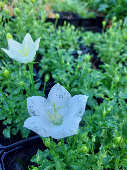 Campanula carpatica 'Pearl White' Niedrige Glockenblume
