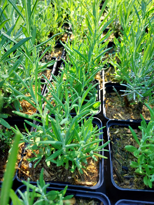Lavandula angustifolia 'Munstead' Lavendel