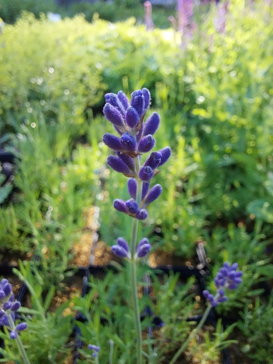 Lavandula angustifolia 'Munstead' Lavendel