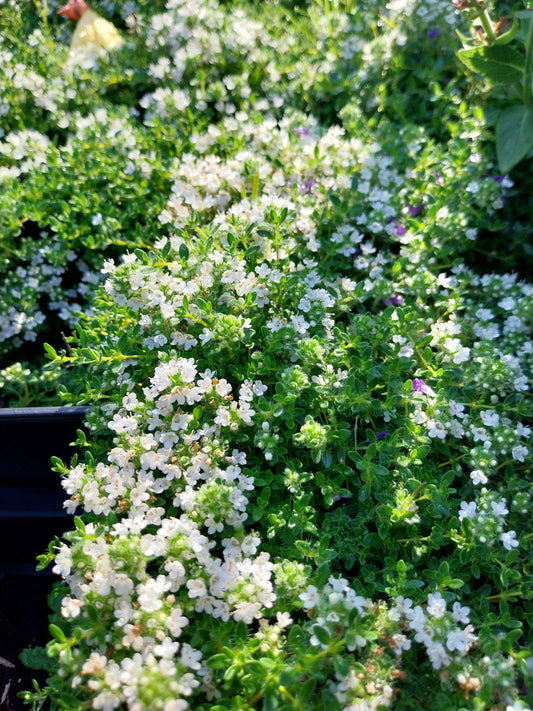 Thymus praecox 'Wirral White' Frühblühender Thymian
