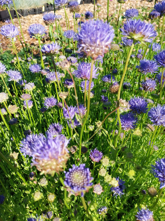 Jasione laevis 'Blaulicht' Sandglöckchen
