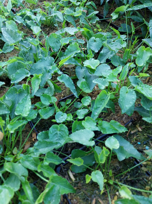 Phyteuma scheuchzeri Scheuchzers Teufelskralle