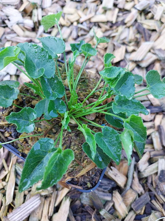 Phyteuma scheuchzeri Scheuchzers Teufelskralle