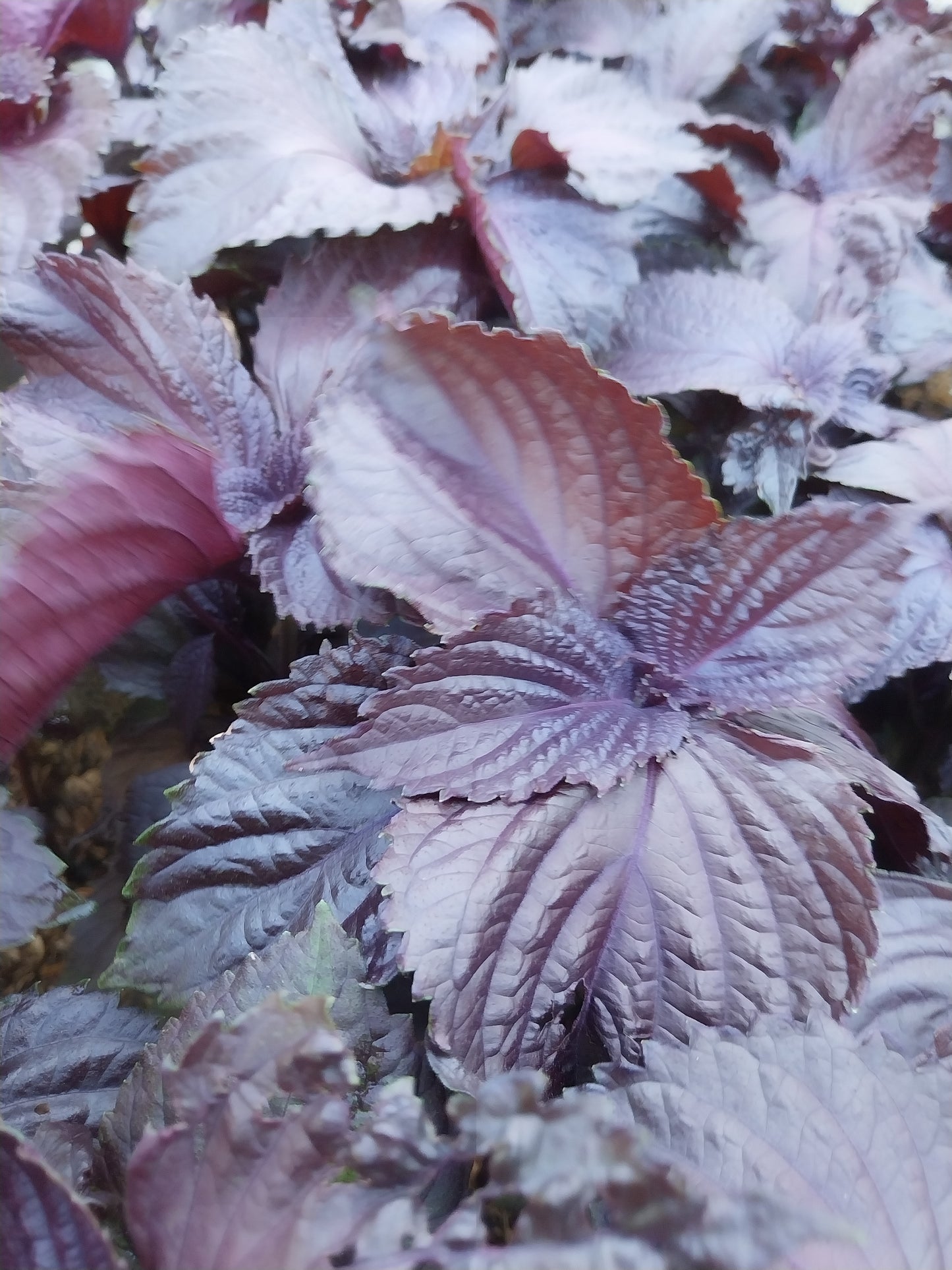 Perilla frutescens 'Rotes Shiso' Schwarznessel