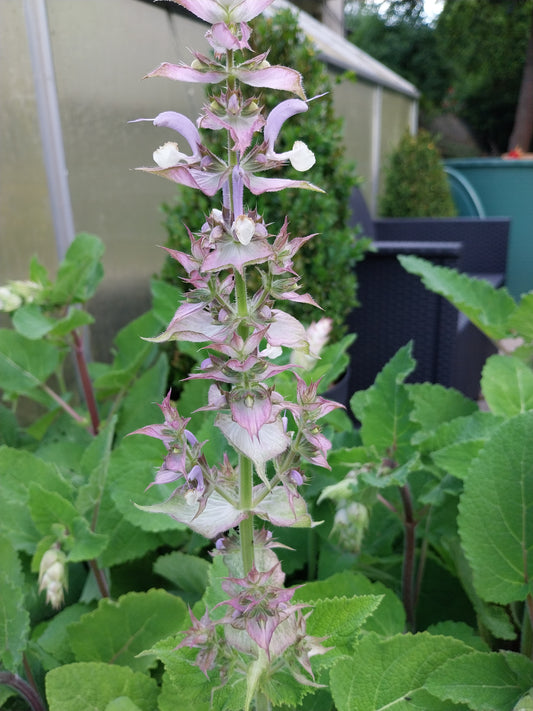 Salvia sclarea Muskateller-Salbei