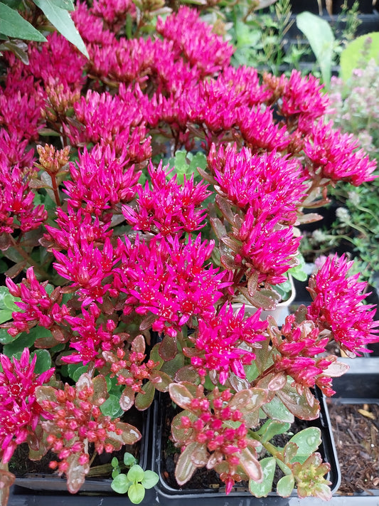 Sedum spurium 'Schorbuser Blut' Teppich-Fettblatt