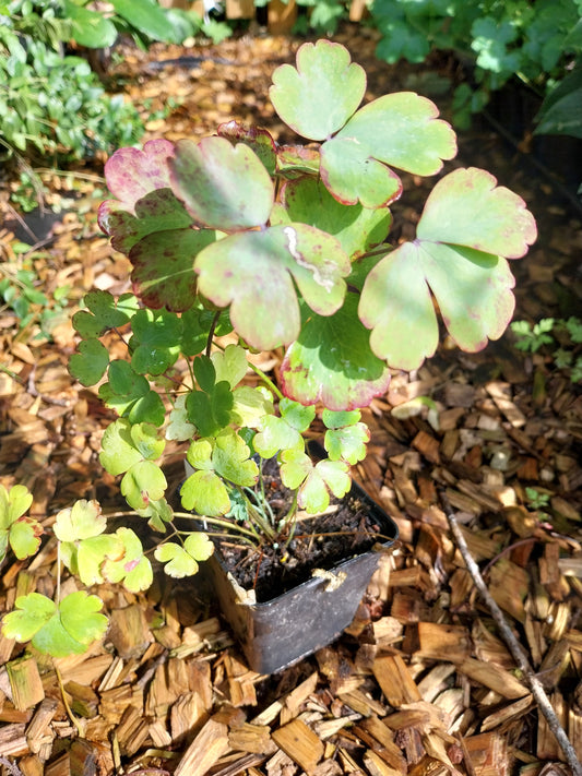 Aquilegia vulgaris var. stellata 'Black Barlow' Akelei