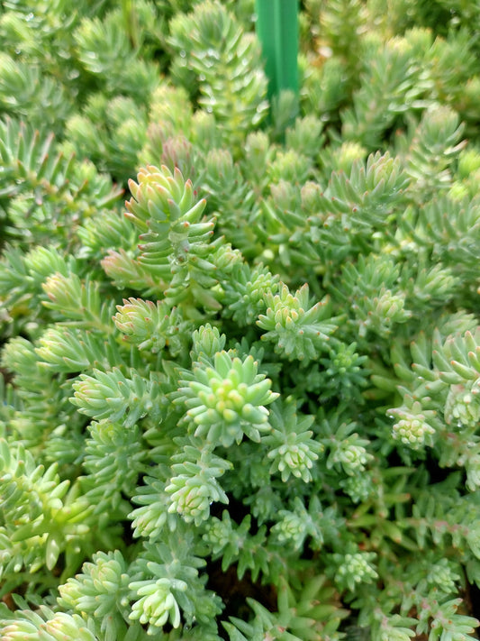 Sedum reflexum 'Elegans' Nickendes Fettblatt