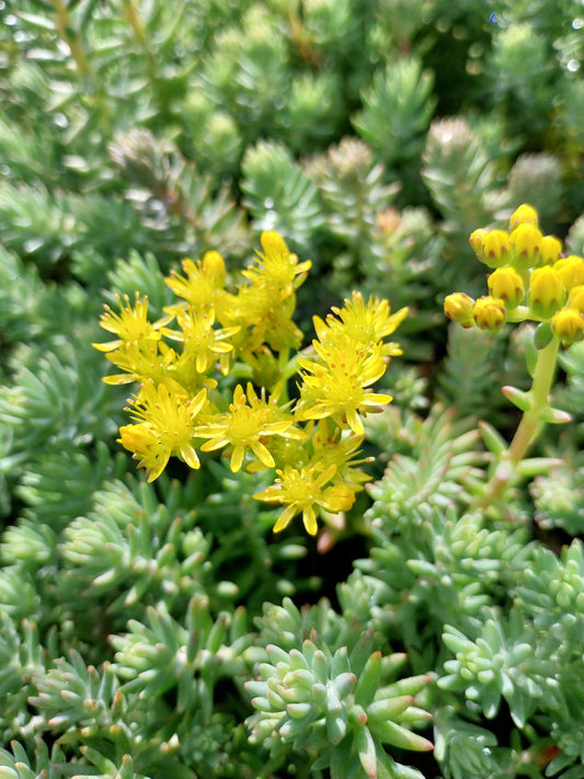 Sedum reflexum 'Elegans' Nickendes Fettblatt