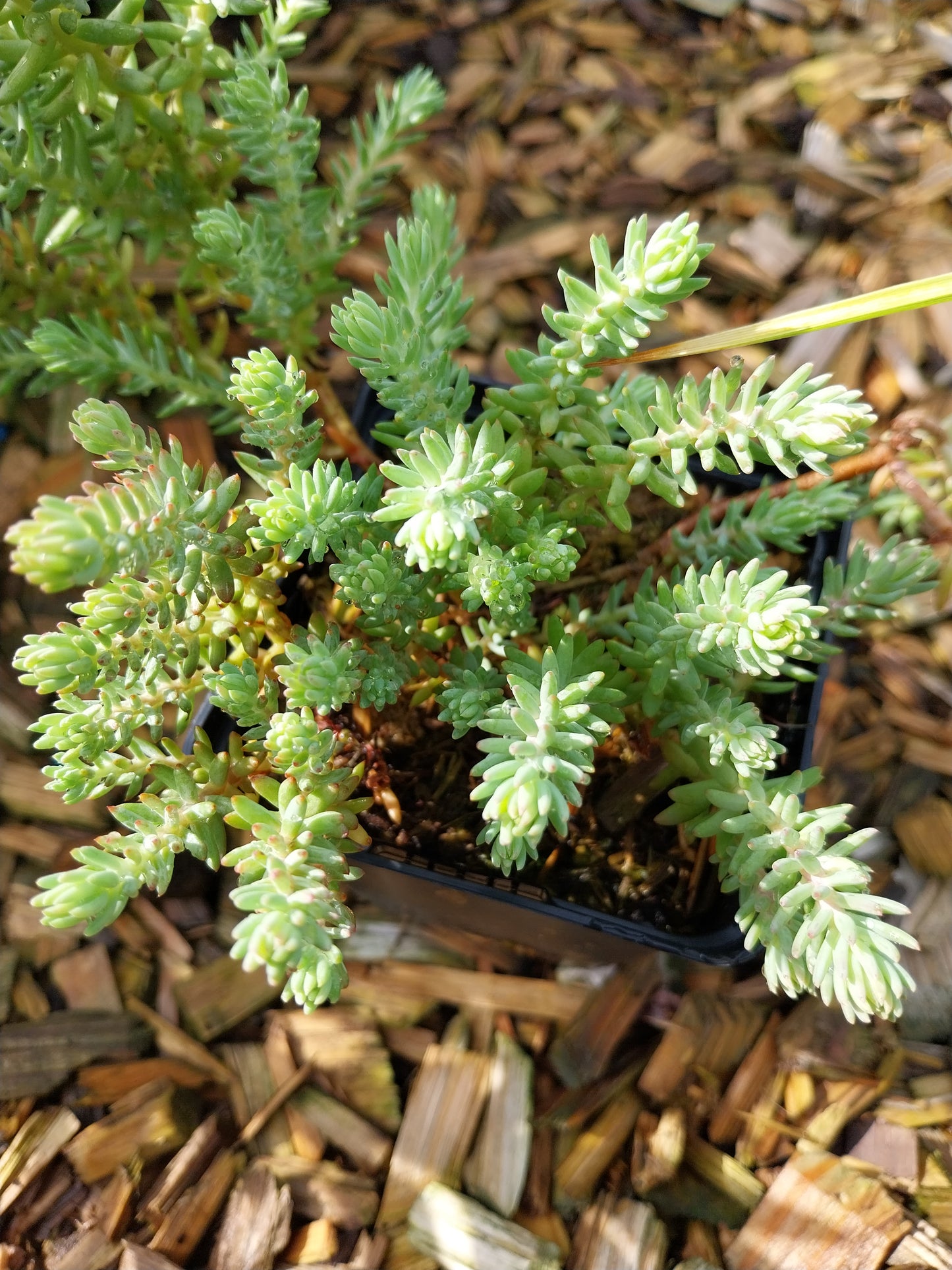 Sedum reflexum 'Elegans' Nickendes Fettblatt