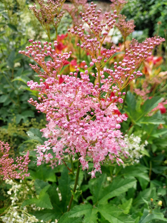 Filipendula rubra 'Venusta' Mädesüß
