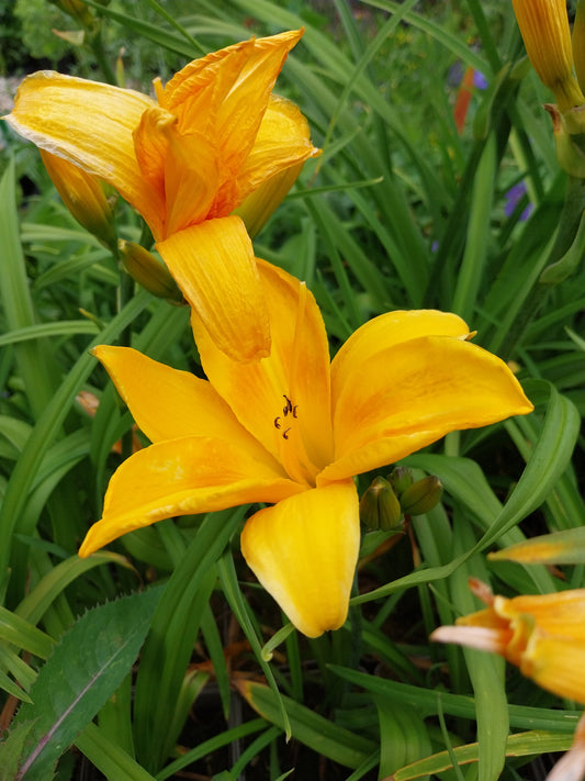 Hemerocallis × cultorum 'Chicago Sunrise' Taglilie