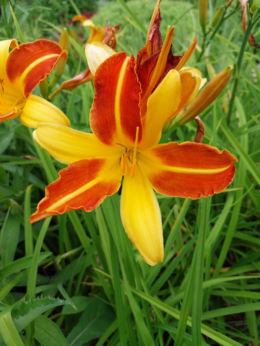 Hemerocallis cultorum 'Frans Hals'  Taglilie