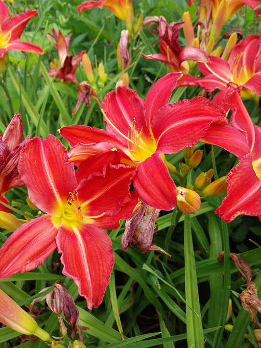 Hemerocallis cultorum 'Muffin' Taglilie
