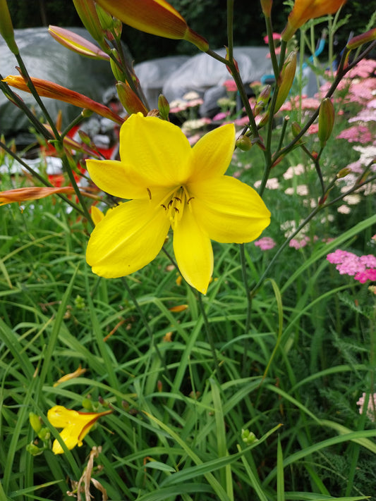 Hemerocallis cultorum 'Corky' Taglilie