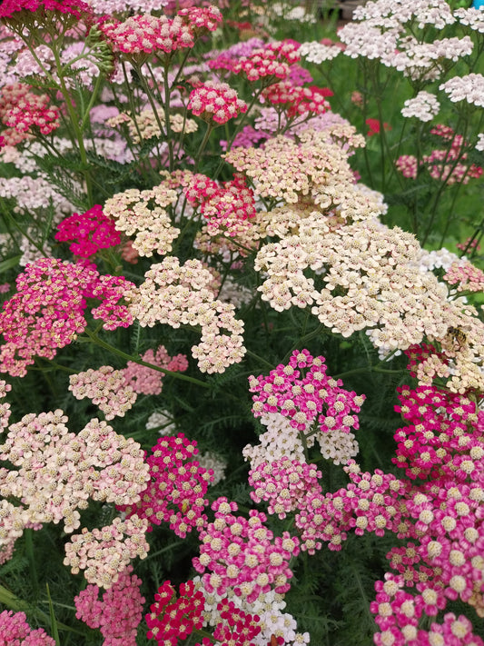 Achillea millefolium 'Cerise Queen' Schaf-Garbe