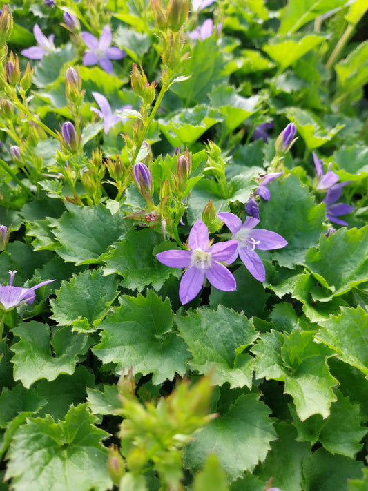 Campanula poscharskyana Frühlingszauber Hängepolster-Glockenblume