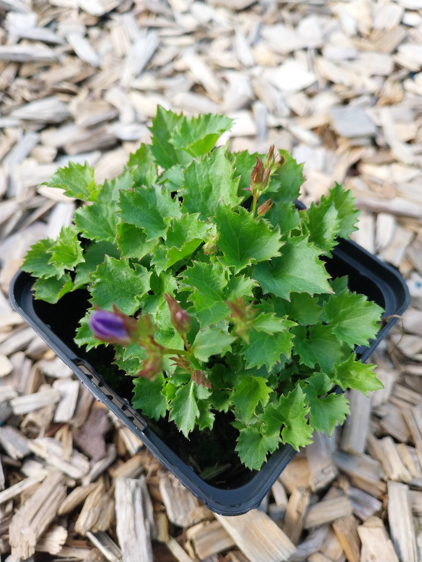 Campanula poscharskyana Frühlingszauber Hängepolster-Glockenblume