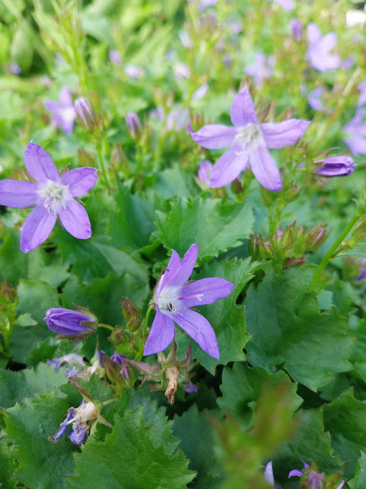 Campanula poscharskyana Frühlingszauber Hängepolster-Glockenblume