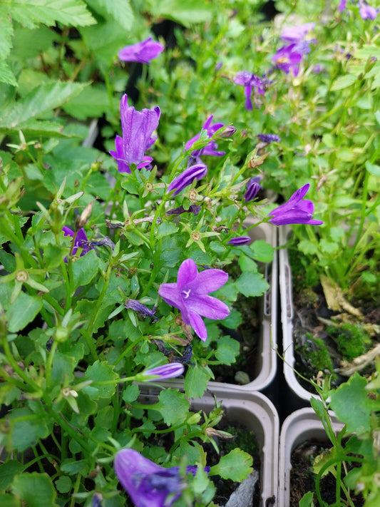Campanula poscharskyana Hängepolster-Glockenblume