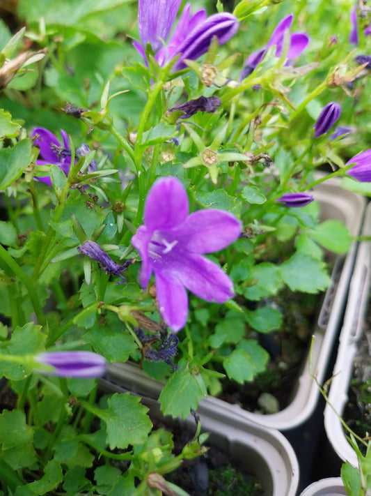 Campanula poscharskyana Hängepolster-Glockenblume