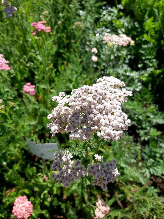 Achillea millefolium 'Summer Pastels' Schaf- Garbe