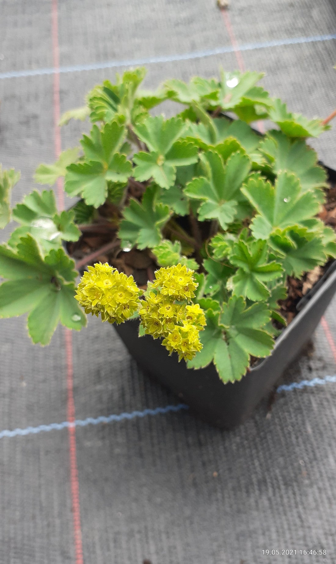 Alchemilla erythropoda Zwergiger Frauenmantel
