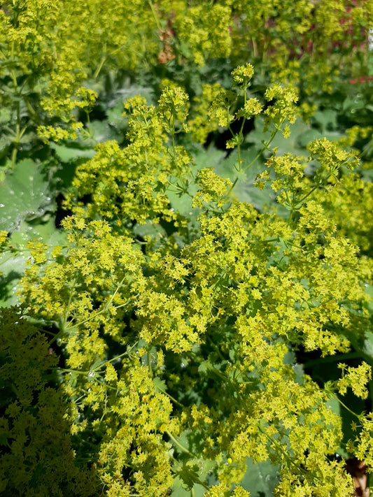 Alchemilla mollis  Großblättriger Frauenmantel