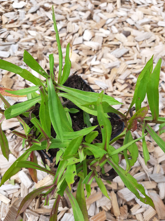 Aster dumosus 'Prof Anton Kippenberg' Kissen-Aster