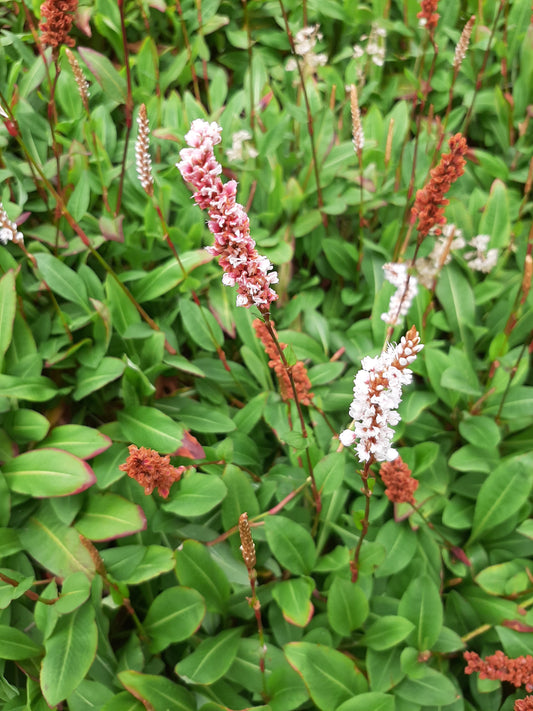 Bistorta affinis 'Darjeeling Red' Schneckenknöterich