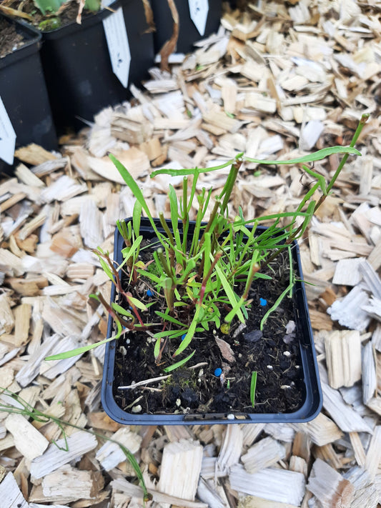 Coreopsis rosea 'American Dream' Mädchenauge
