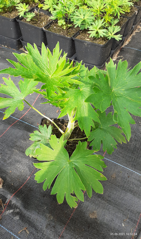 Delphinium × belladonna 'Casa Blanca' Verzweigter Rittersporn
